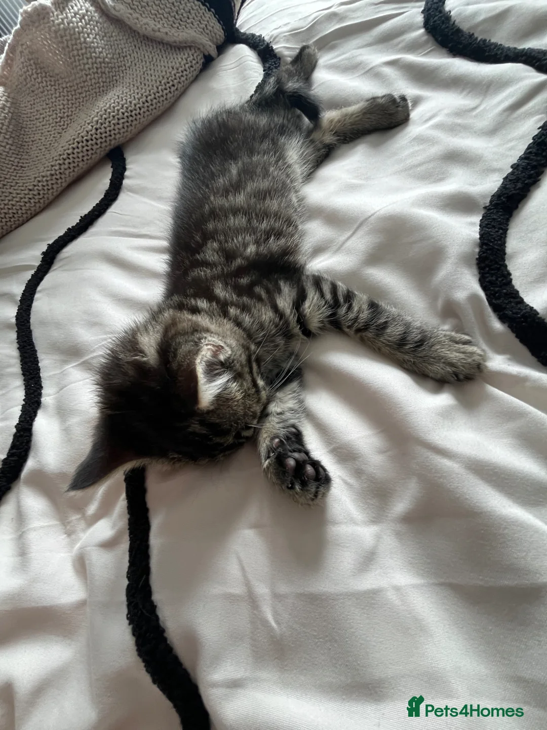 Mixed Breed cats for sale: Black&Silver Bengal mix  - Advert 2