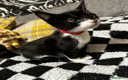 British Shorthair cats for sale: Ozzy  - Image 3