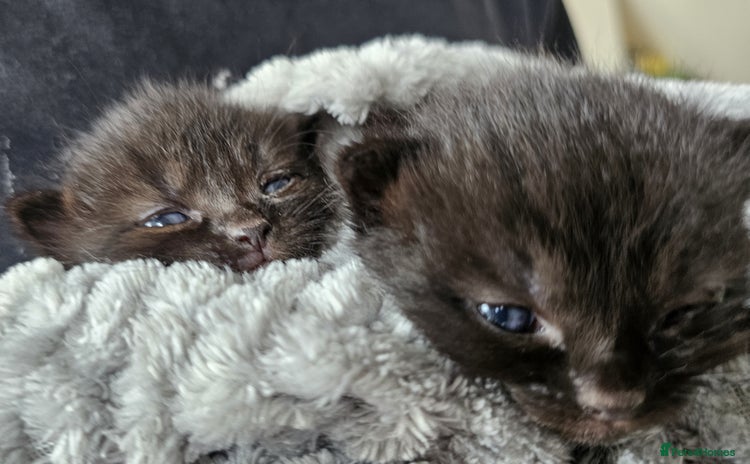 Domestic Shorthair cats in London - Advert 1