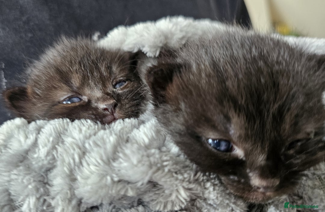 Domestic Shorthair cats for sale: 1 grey tabby and 3 black shorthair kittens in London - Image 1