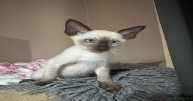 Siamese cats - Advert 8