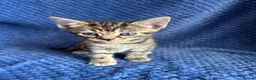 Maine Coon cats for sale: Maine coon x  - Advert 24
