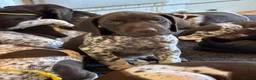German Shorthaired Pointer dogs for sale: Healthy,Happy KC Registered GSP pups.  - Advert 17