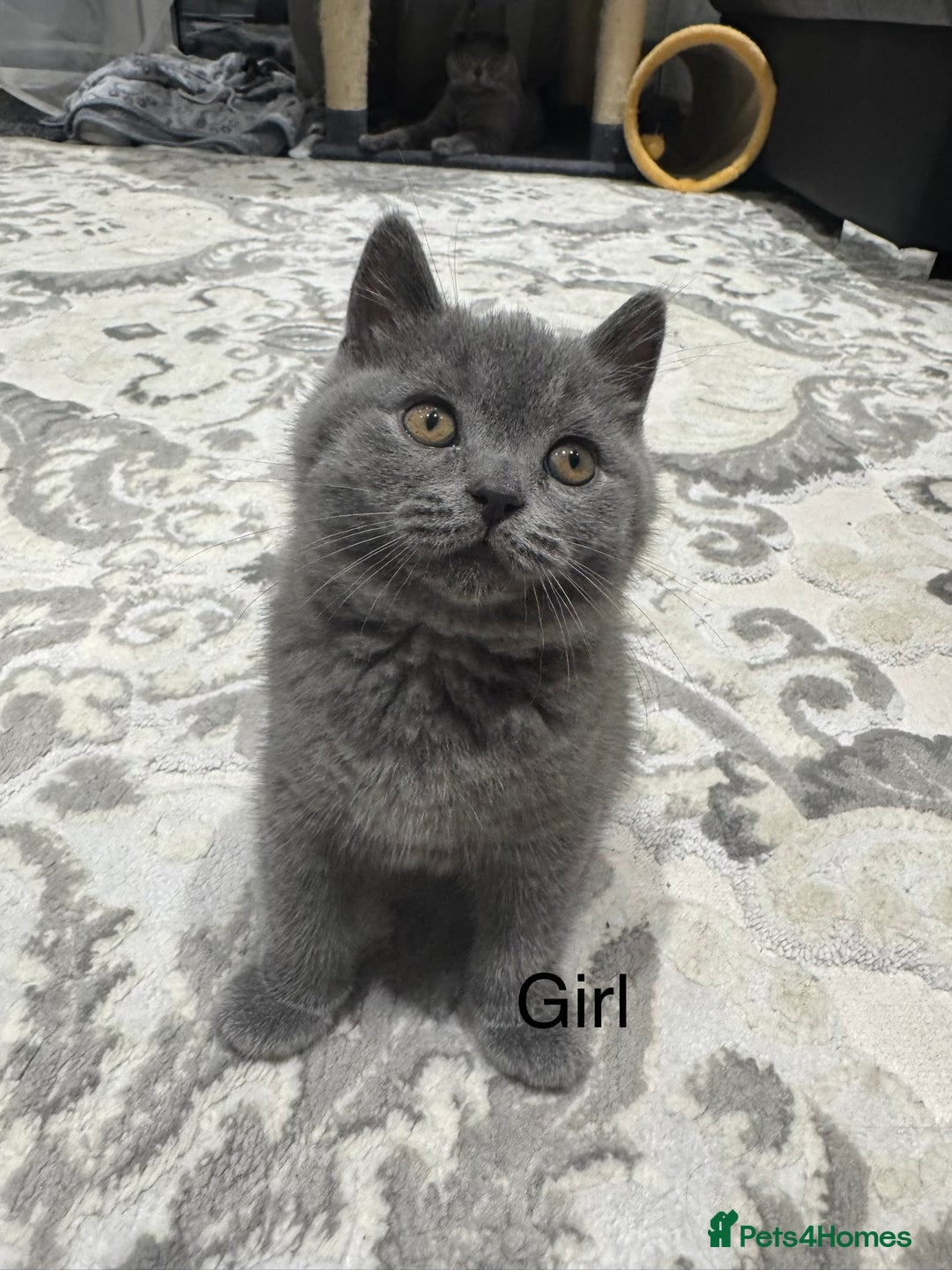 British Shorthair cats for sale: British Shorthair kittens - Advert 7
