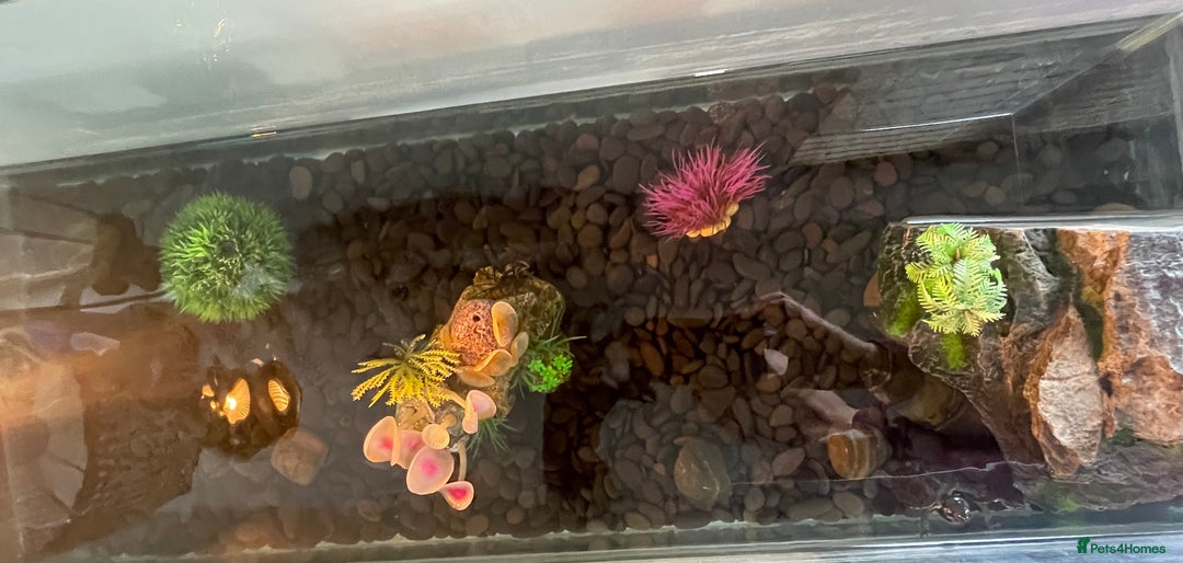 Terrapin reptiles for sale: Two terrapins and tank set up  - Image 4