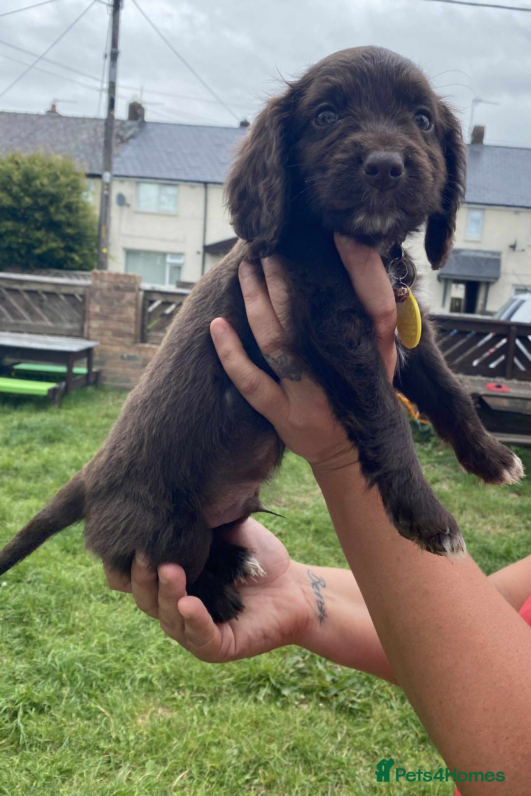 Cocker Spaniel dogs for sale: Cocker spaniel pups 3 male  - Image 5
