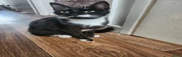 Mixed Breed cats for sale: 2 Kittens in Coventry - Advert 1