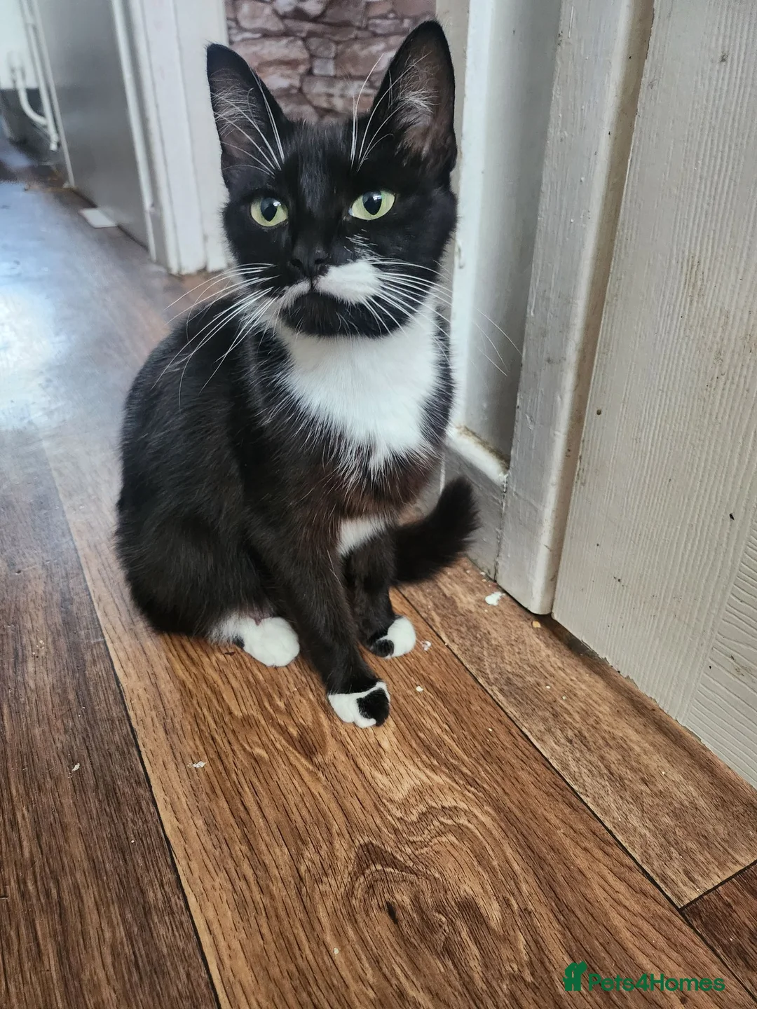 Mixed Breed cats for sale: 2 Kittens in Coventry - Advert 1