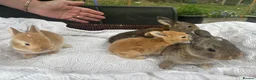 Mixed Breed rabbits for sale: 5 beautiful French lop x mini lops  - Advert 4