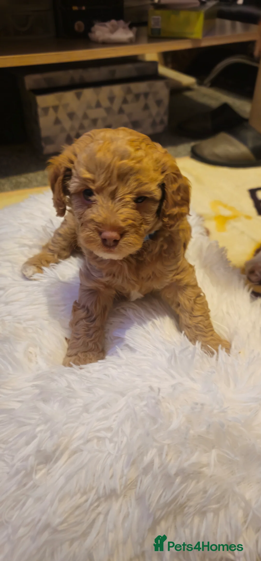 Cavapoo dogs for sale: Cavapoo for sale - Advert 11