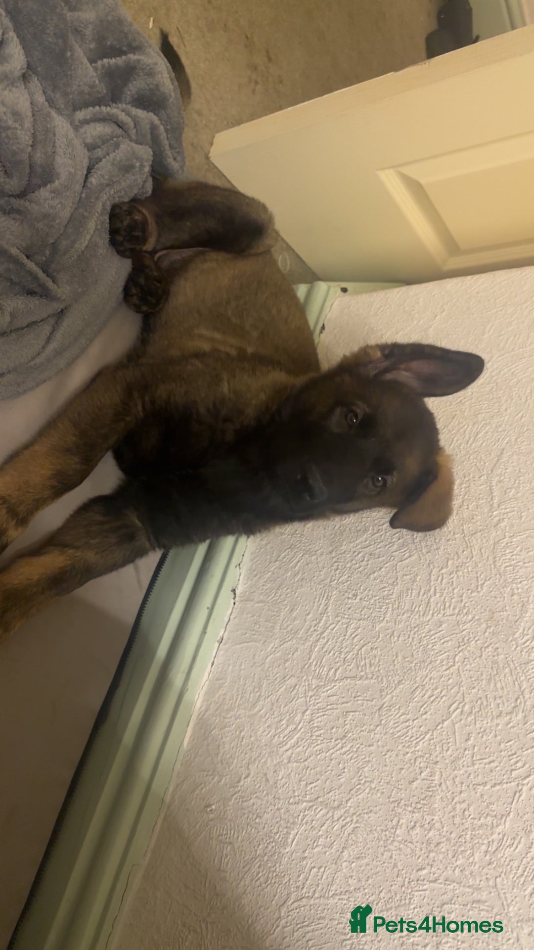 German Shepherd dogs for sale: Last female German shepherd pup kc reg working p - Advert 7