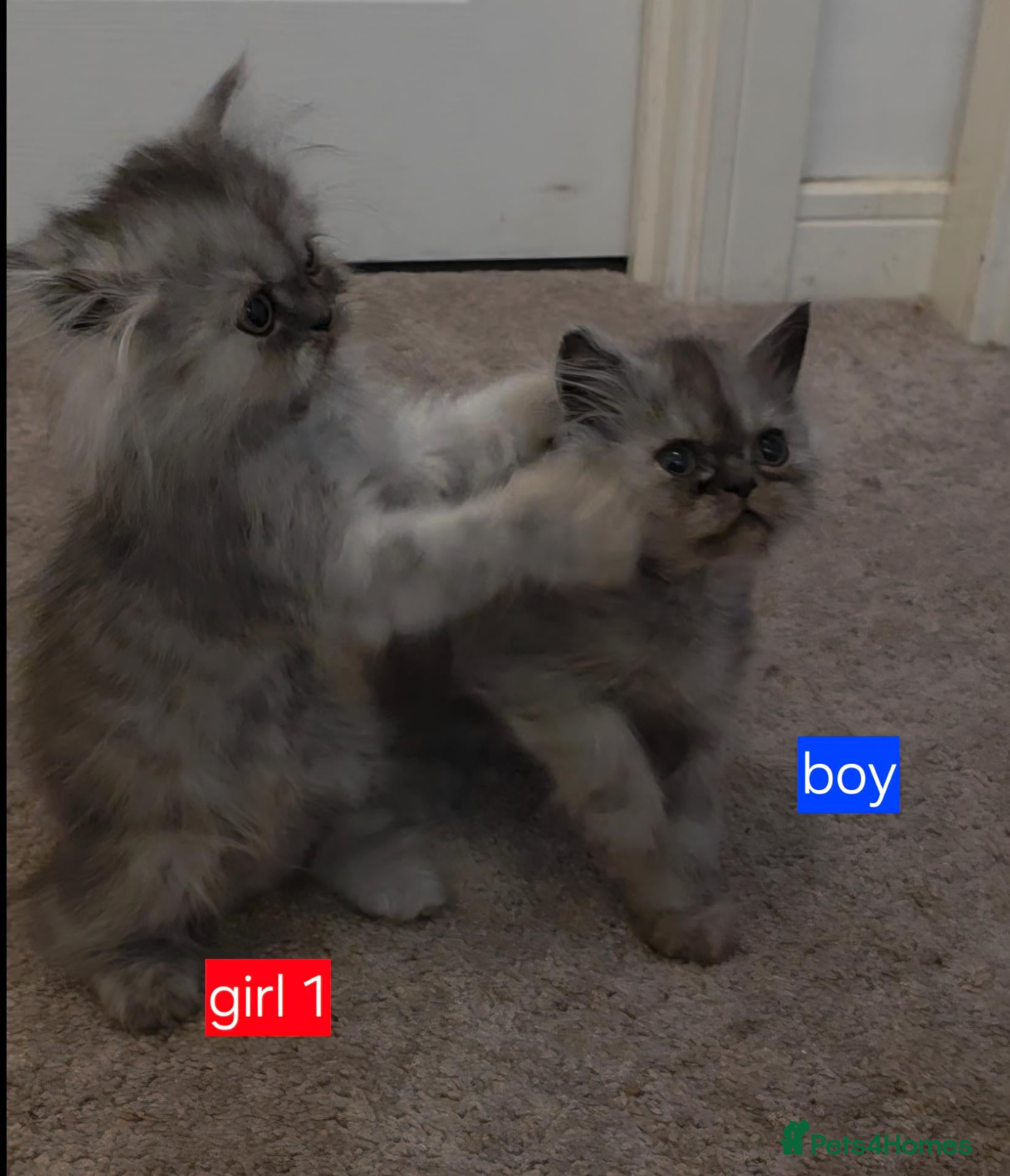 Persian cats 1 boy and 2 girls remaining. Silver shade persians - Advert 7