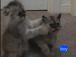 Persian cats 1 boy and 2 girls remaining. Silver shade persians - Advert 5