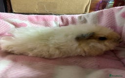 Guinea Pig rodents for sale: Alpaca sow  - Image 1