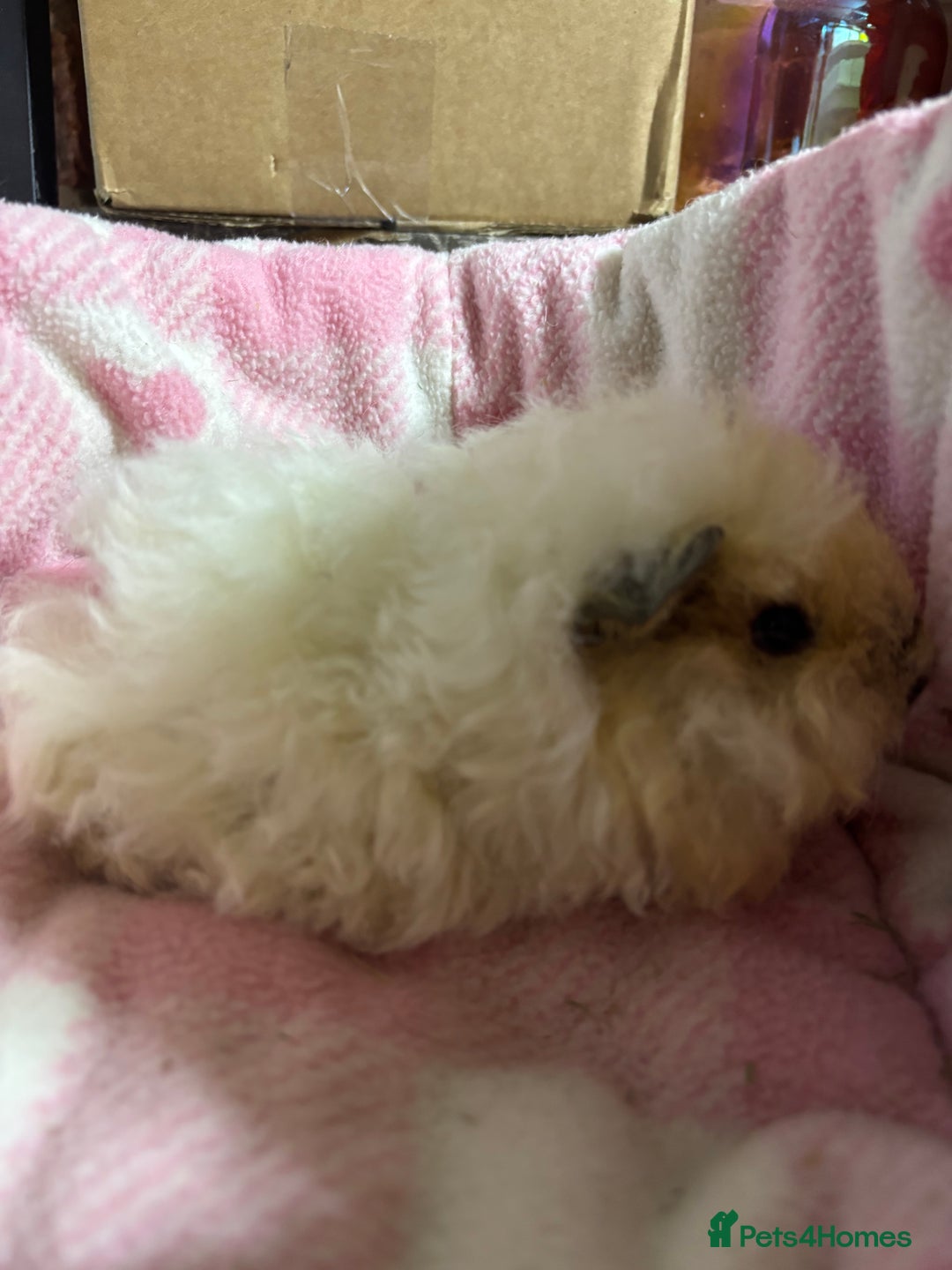 Guinea Pig rodents for sale: Alpaca sow  - Image 1