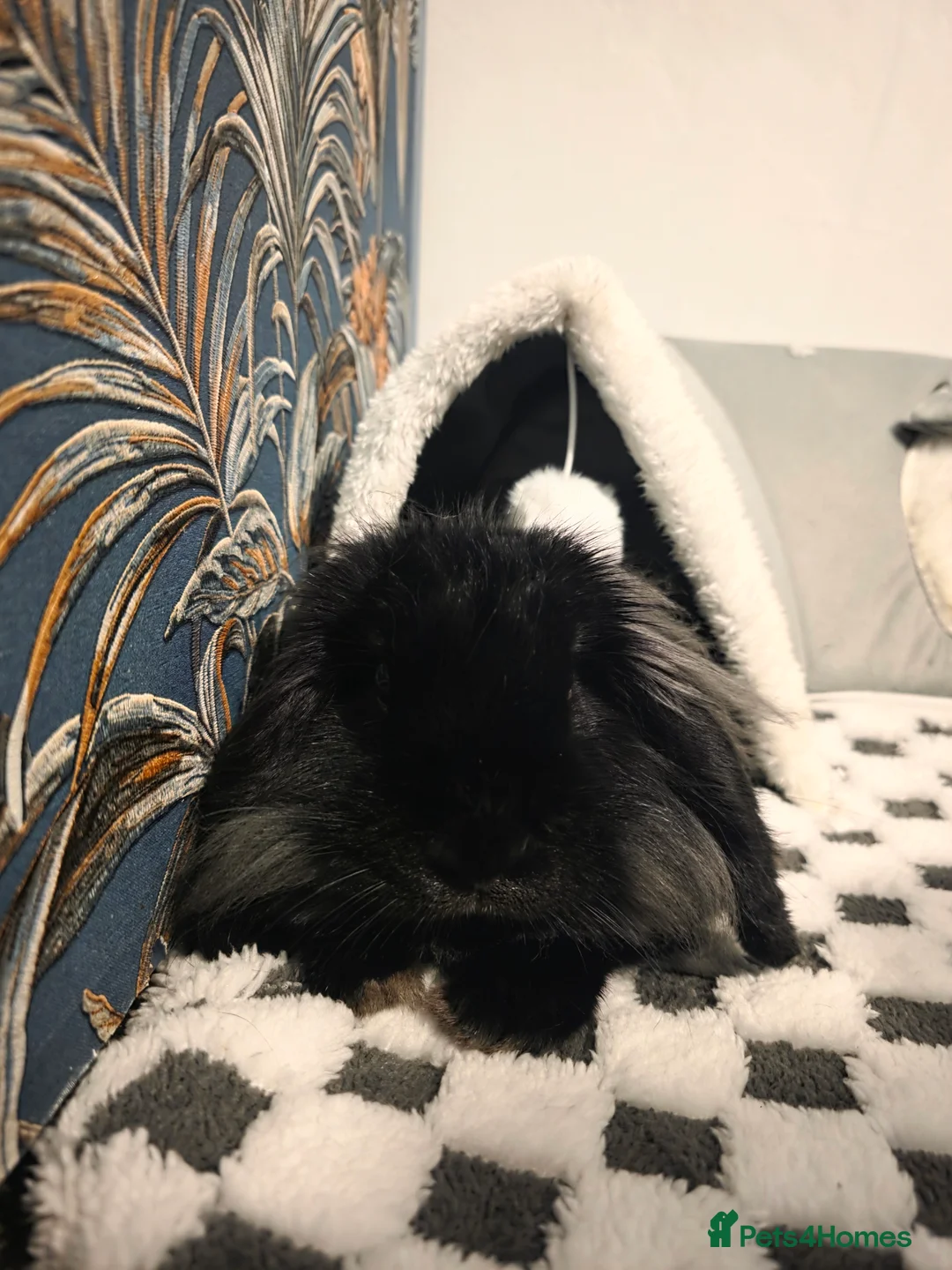 French Lop rabbits for sale: Lop x lionhaired rabbit in Fareham - Advert 1