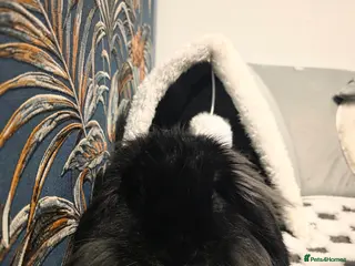 French Lop rabbits Lop x lionhaired rabbit in Fareham - Advert 1