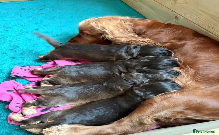 Cocker Spaniel dogs - Advert 5