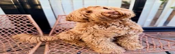 Australian Labradoodle dogs for sale: 100% WALA registered Australian Labradoodles - Advert 3