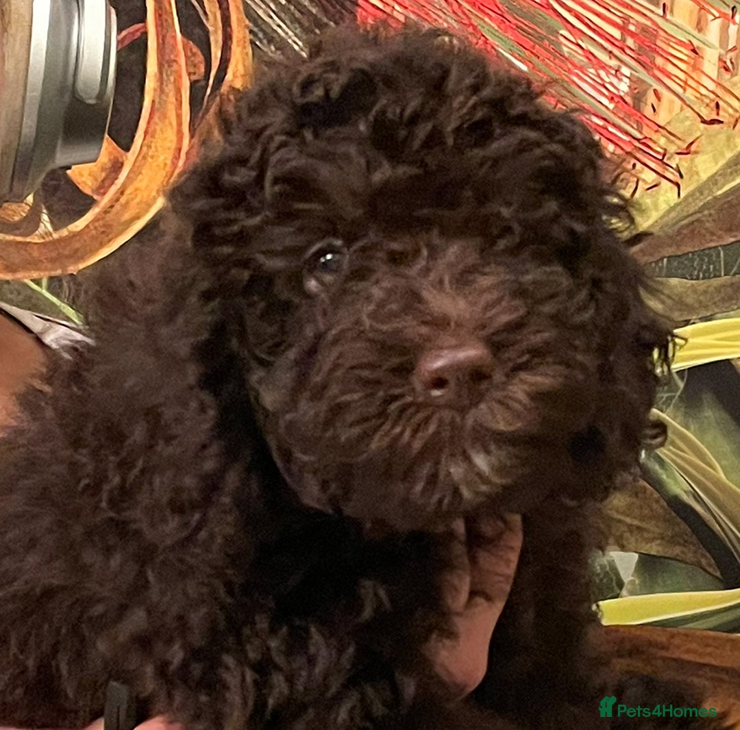 Miniature Poodle dogs for sale: Brown Poodle Puppies Ready Now. Chipped & Checked - Advert 6