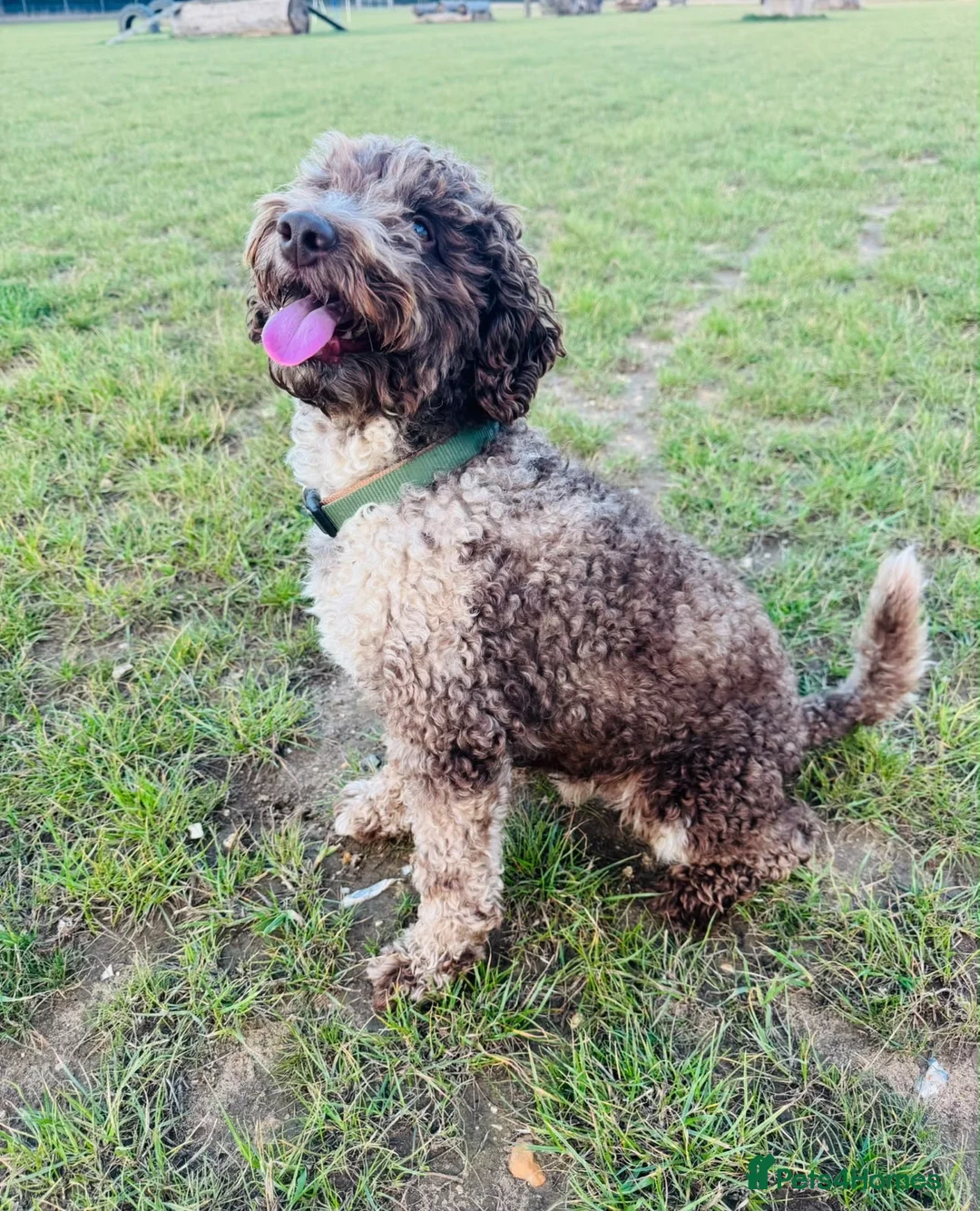 Labradoodle dogs for sale: Beautiful labradoodles  - Advert 2