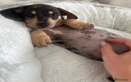 Miniature Dachshund dogs for sale: Miniature Dachshund puppies - Image 2