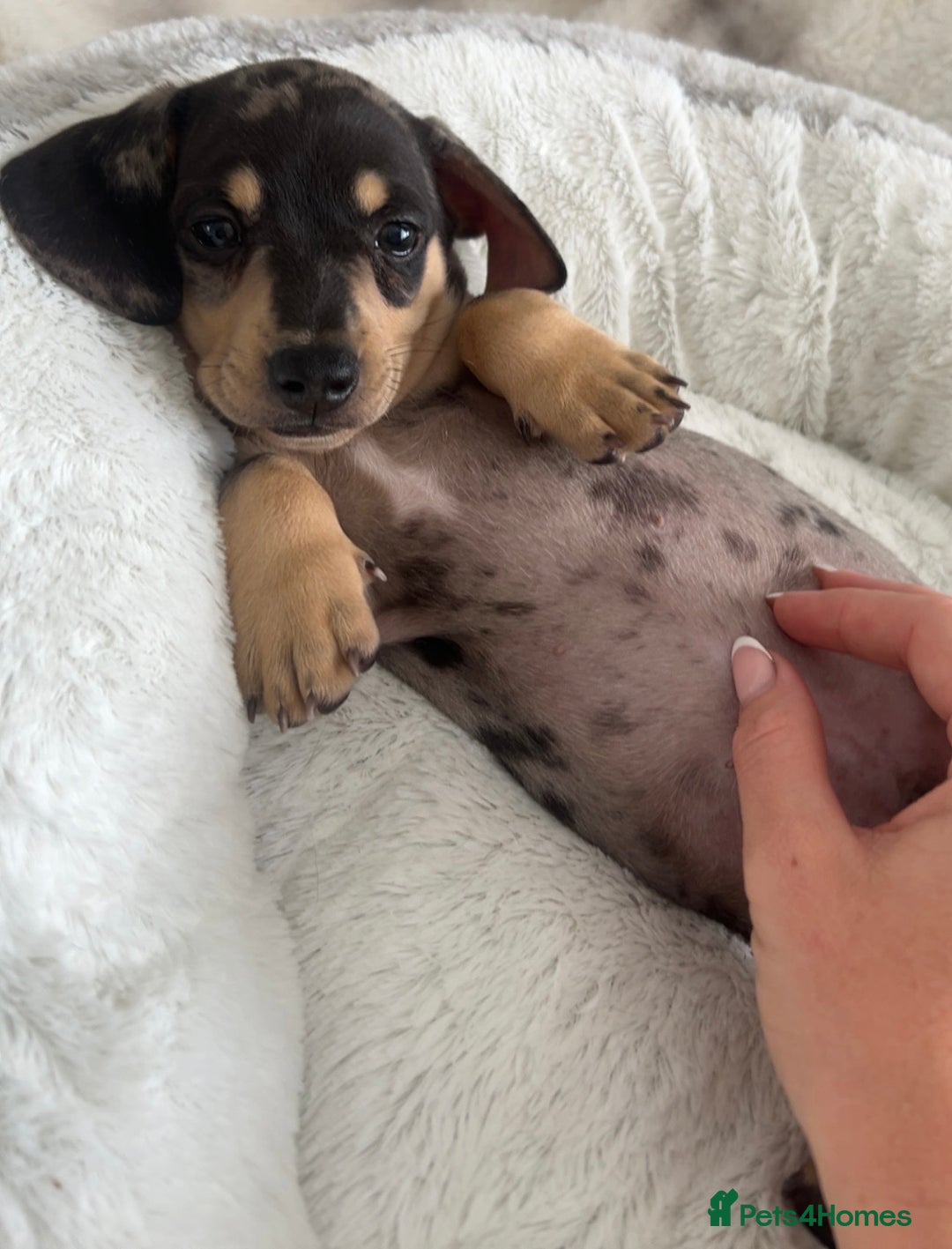 Miniature Dachshund dogs for sale: Miniature Dachshund puppies - Image 2
