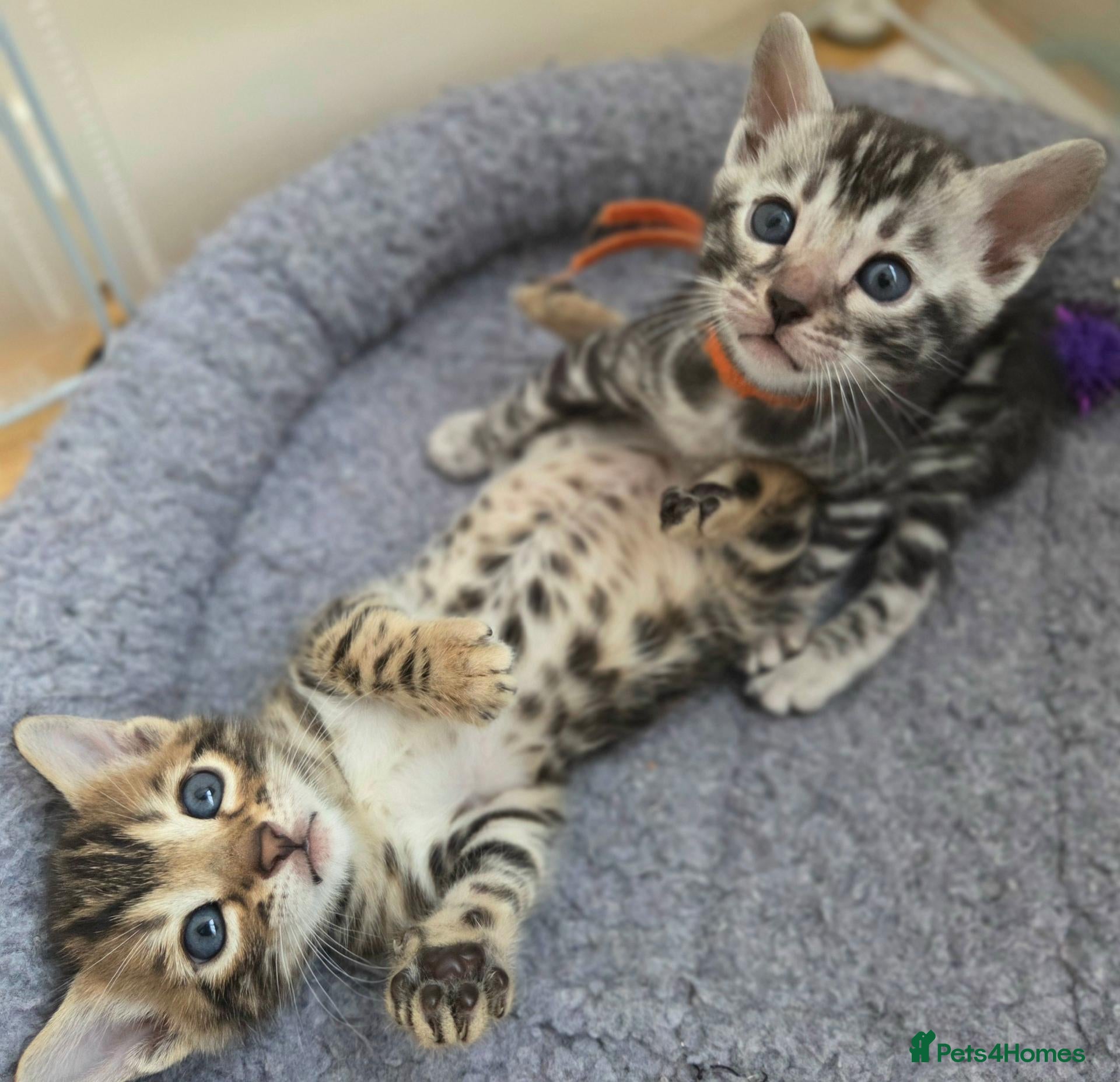 Bengal cats for sale:  Purebred TICA Registered 3 Bengal Kittens 🐾 - Advert 2