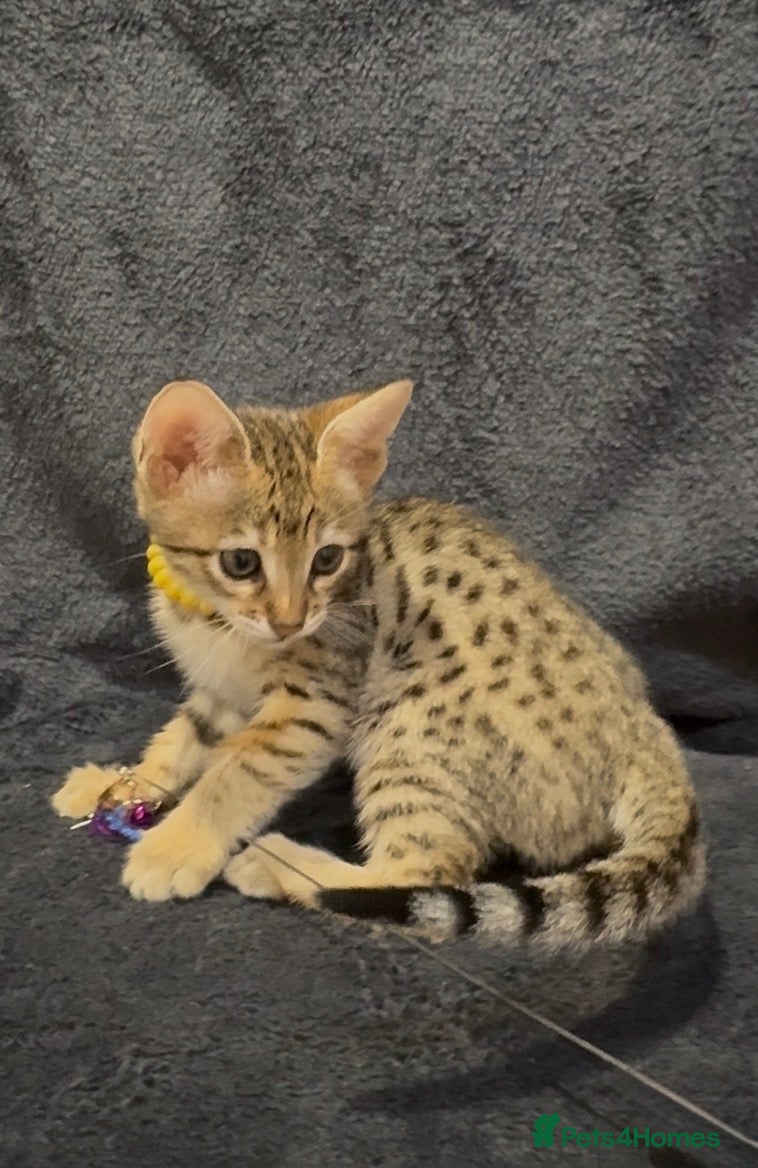 Savannah cats Excellent Quality Tica Registered Purebred kittens - Advert 1