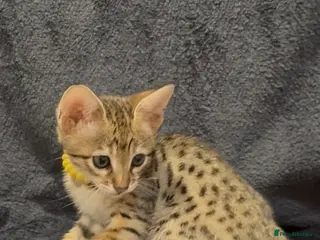 Savannah cats Excellent Quality Tica Registered Purebred kittens - Advert 5