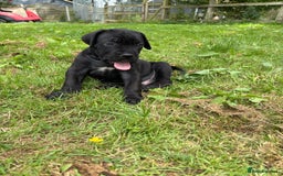 Cane Corso dogs for sale: Beautiful cane Corso puppies  - Image 13