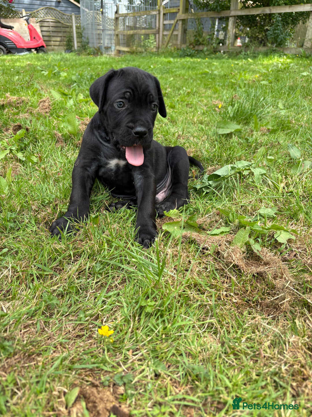 Cane Corso dogs for sale: Beautiful cane Corso puppies  - Image 13