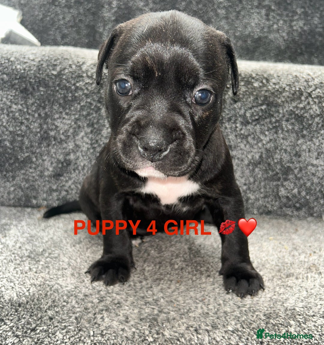 Staffordshire Bull Terrier dogs for sale: 4 staffy pups  - Image 14