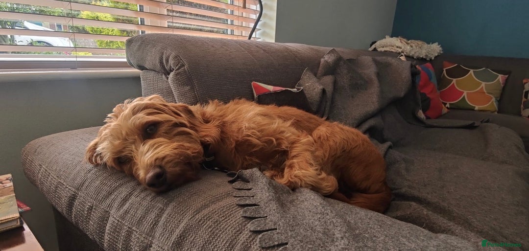 Labradoodle dogs for sale: Fox Red F1 Miniature Labradoodles  - Advert 25