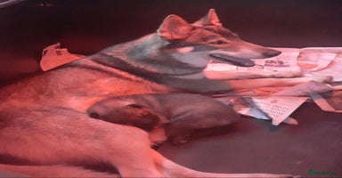 Northern Inuit dogs - Advert 9