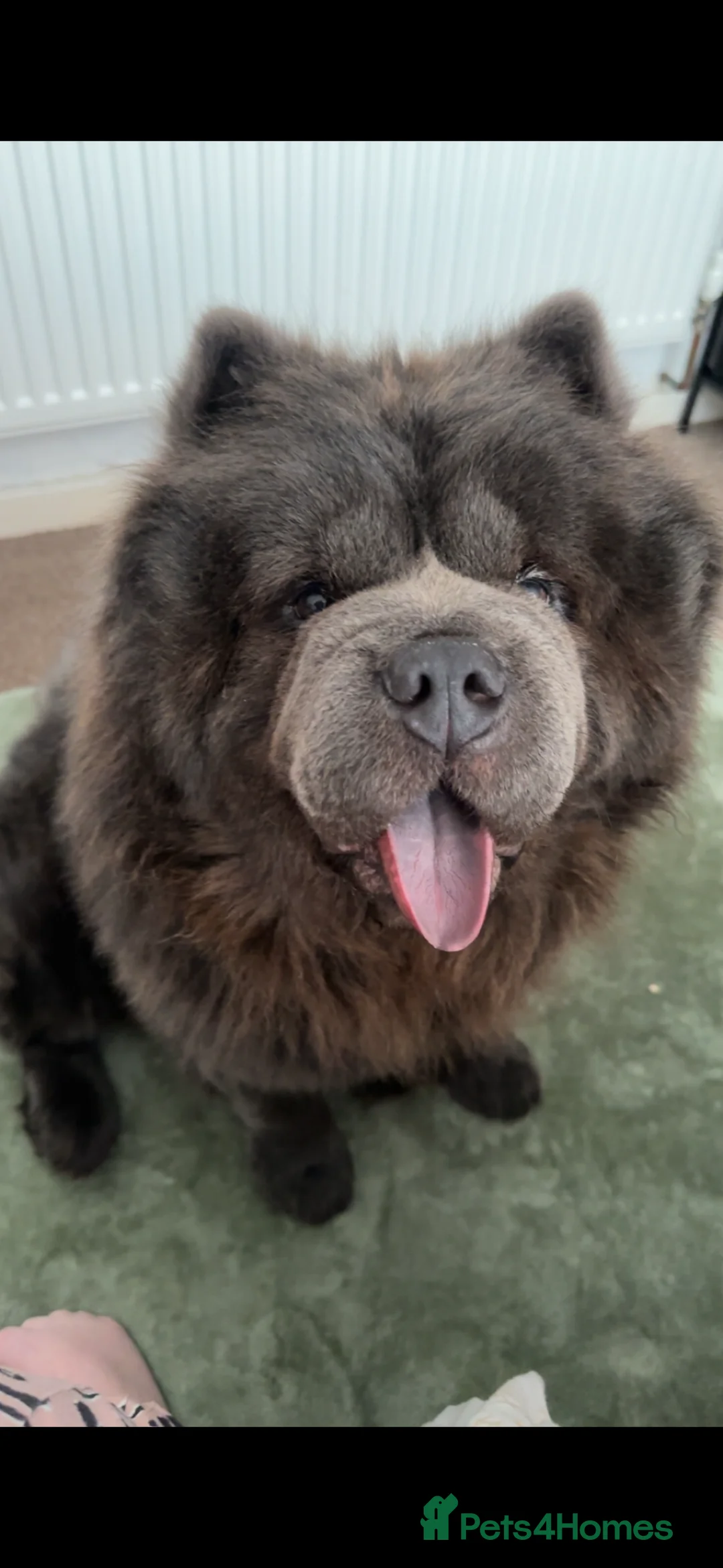 Chow Chow dogs for stud: Blue KC stud - Advert 4