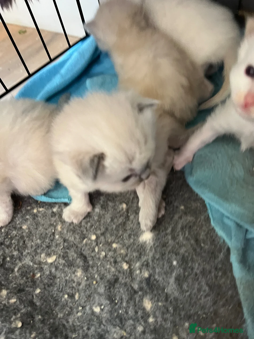 Ragdoll cats for sale: Beautiful Ragdoll kittens  - Advert 5