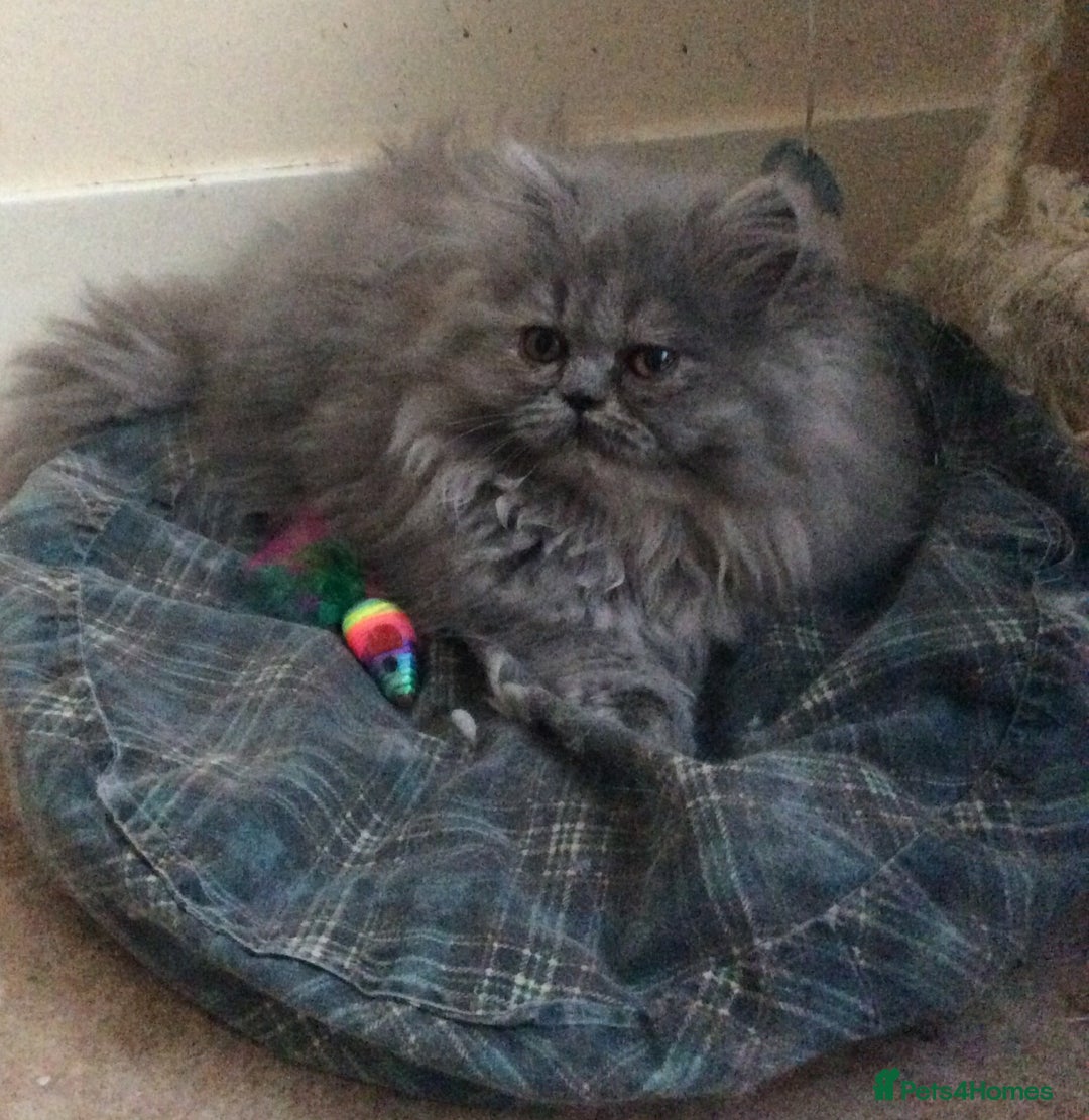 Persian cats for sale: White Persian/Blue Cream Persian Kittens for sale - Advert 16