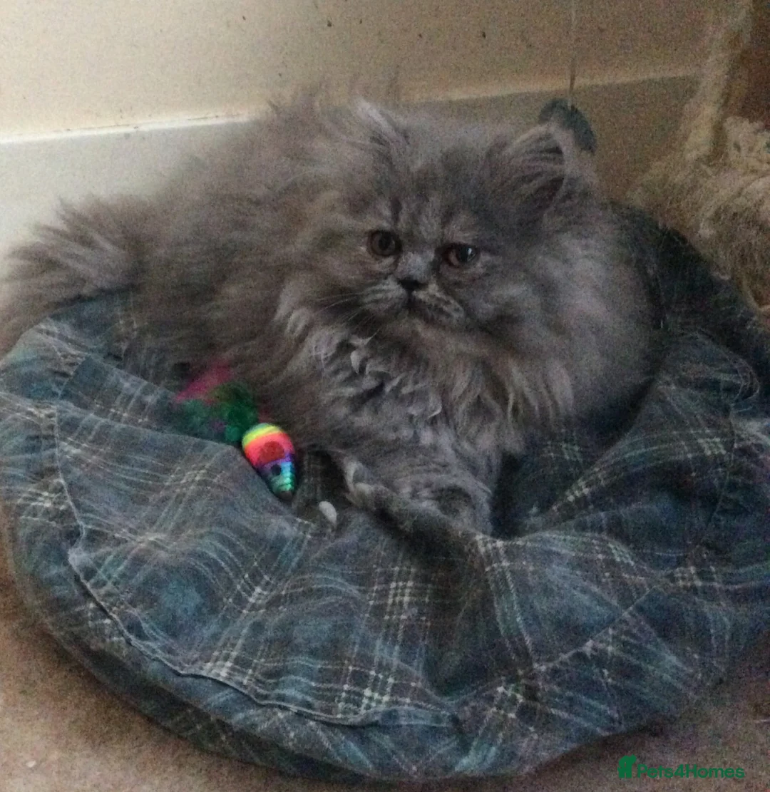 Persian cats for sale: White Persian/Blue Cream Persian Kittens for sale - Advert 16