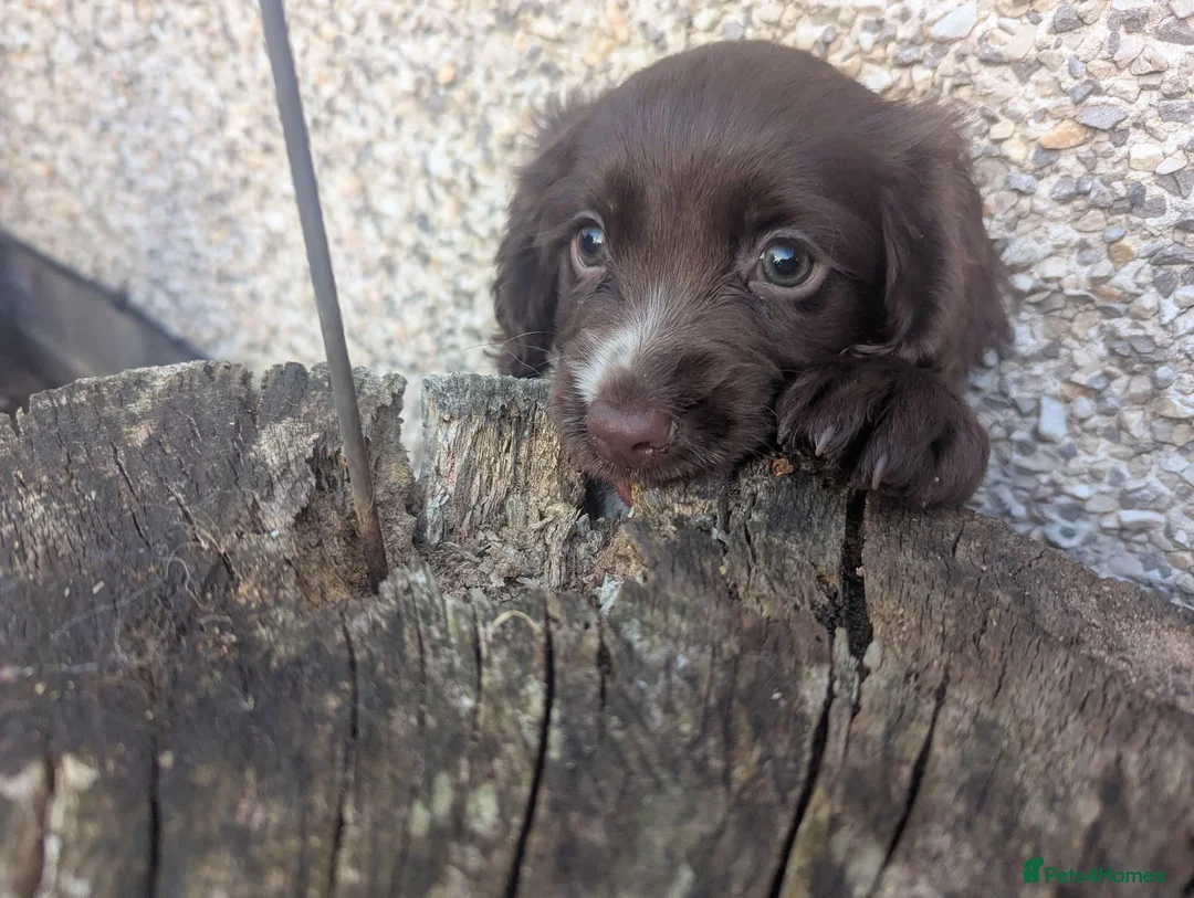 Cocker Spaniel dogs for sale: Wee brown and white cocker girl in Kilmarnock - Advert 2