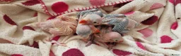 Parrots birds for sale: Indian ringnecks for sale  - Advert 22