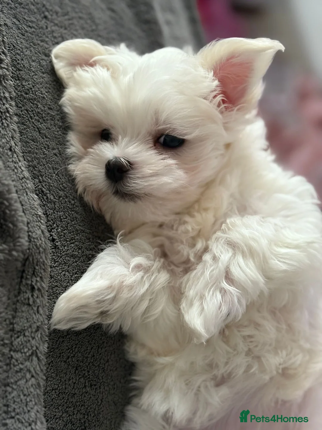 Maltese dogs for sale: Maltese puppies - Advert 8