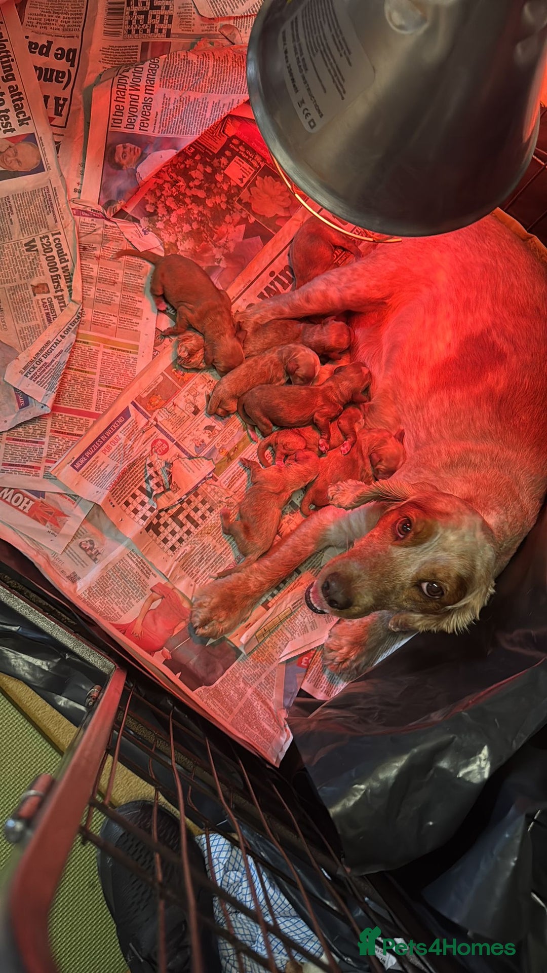 Cockapoo dogs for sale: 🐾 Beautiful Red F1 Cockapoo Puppies! 🐾 - Image 6