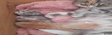 Domestic Shorthair Kitten 2