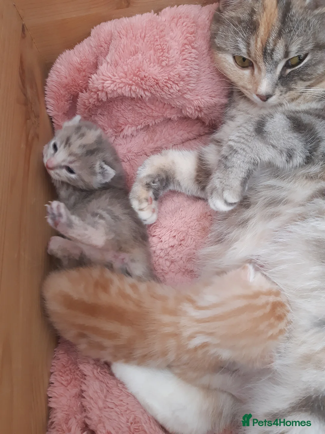 Domestic Shorthair cats for sale: 2 kittens. 1 Ginger male 1 Tortie female in Newark - Advert 2