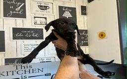 Mixed Breed dogs for sale: 4 cute Labrador x Doberman boy puppies available - Image 5