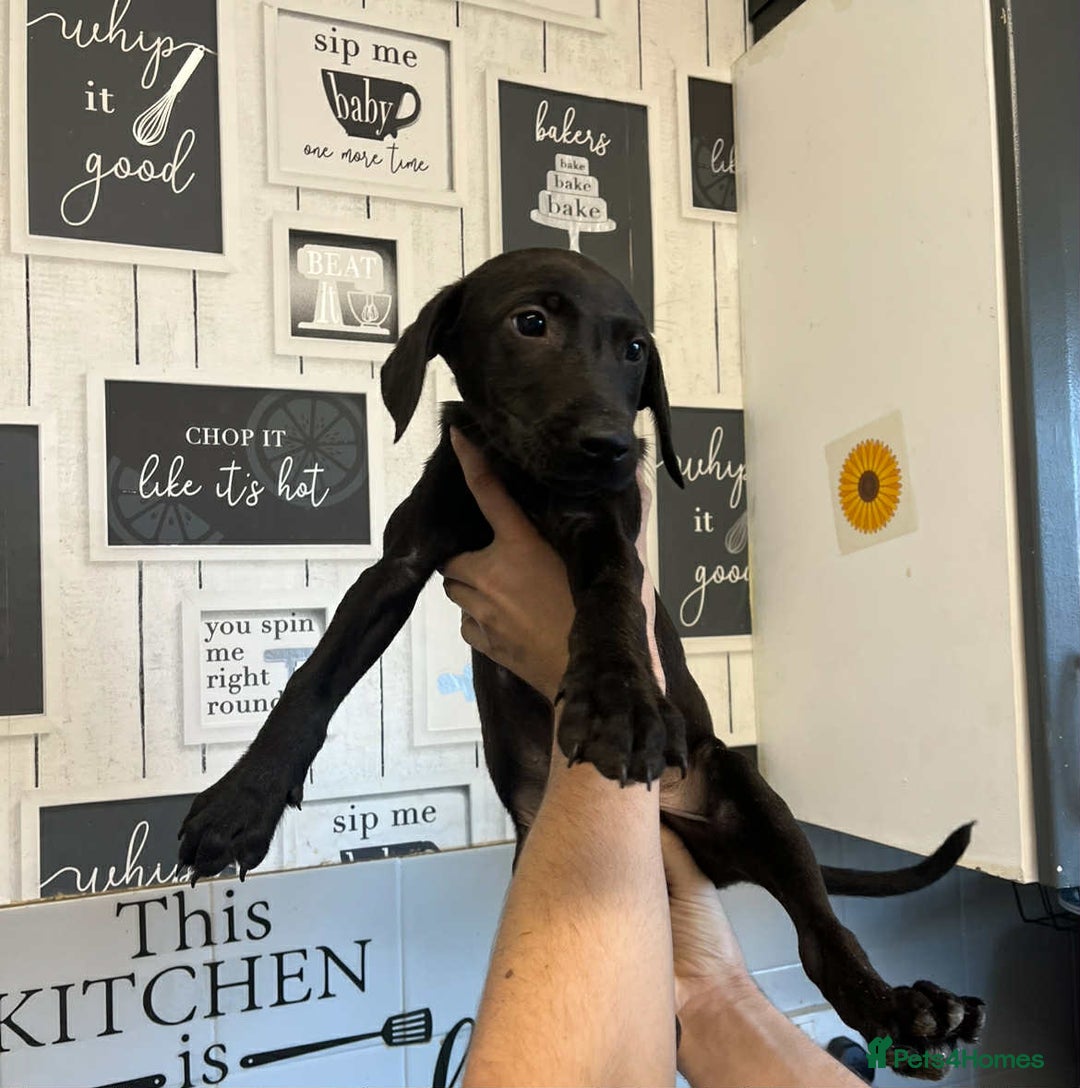 Mixed Breed dogs for sale: 4 cute Labrador x Doberman boy puppies available - Image 5