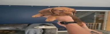 Dachshund Puppy 4