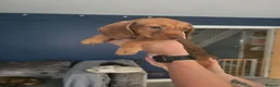 Dachshund dogs for sale: 5 Dachshund puppies  in Horley - Advert 16