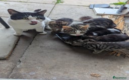 Mixed Breed cats for sale: Kittens for sale - Image 20